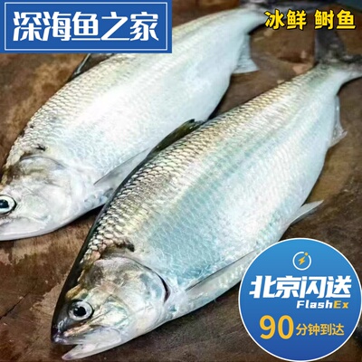 北京闪送 冰鲜鲥鱼 江海洄游鱼类 高端食材
