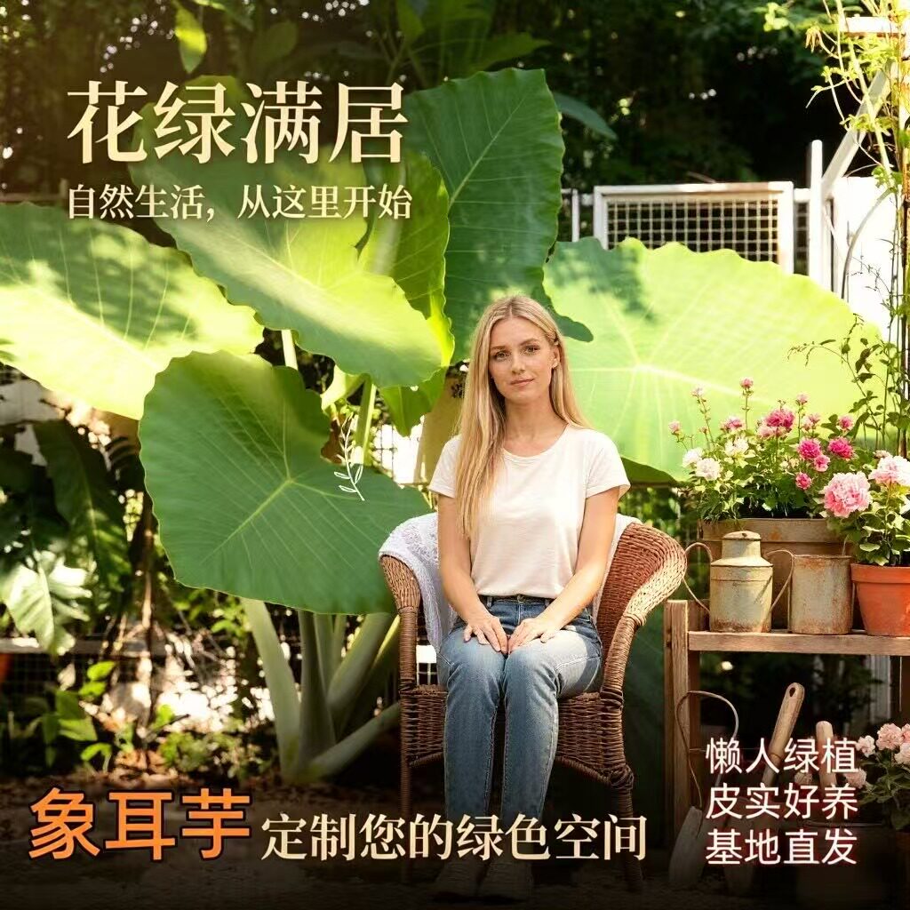 巨型象耳芋观叶室内外好养盆栽