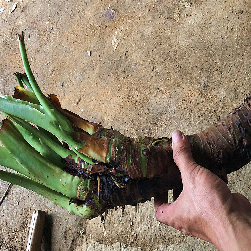 滴水观音绿小叶水千手观音办养公室内鱼桌面qfl植水培玻璃缸植物
