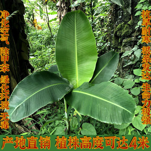 大型芭蕉树苗热带雨林阳台