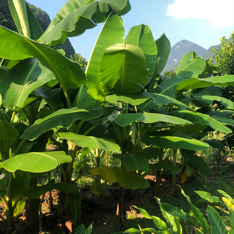 大型芭蕉树苗野蕉种苗粉蕉热带雨林阳台庭院园林绿化高度可达4米