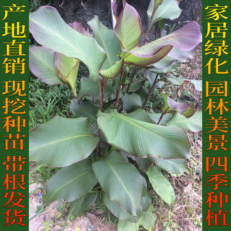 蕉芋种苗种子蕉藕木芋旱藕芋番鬼芋芭蕉芋可种植阳台庭院园林绿化