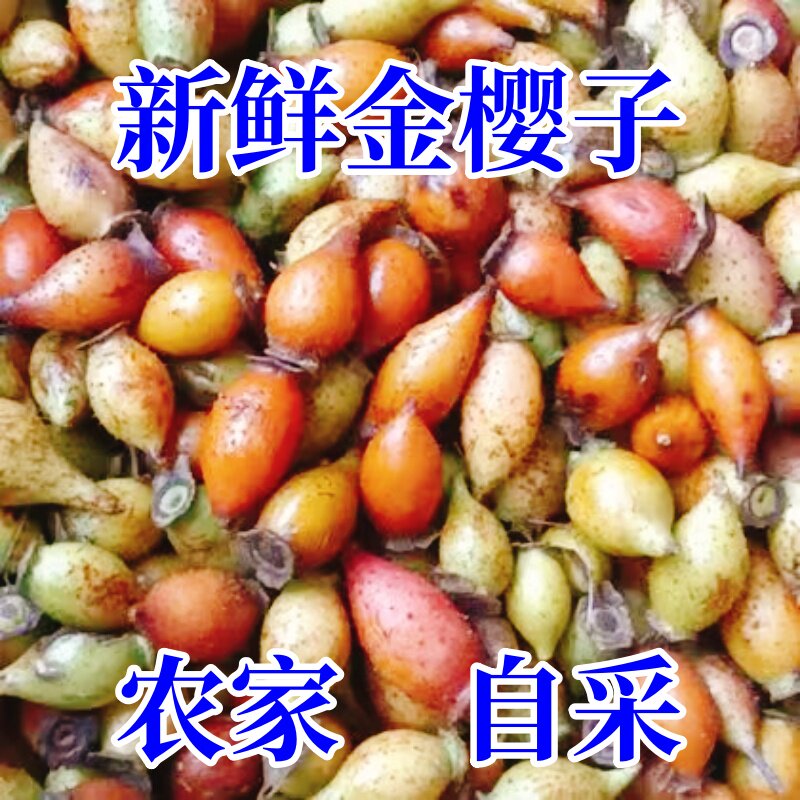 新鲜金樱子中药材广西野生金樱子生果牛大力巴戟天风流果泡酒泡水