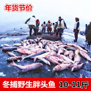 胖头鱼松原碧水湖胖头鱼淡水湖胖头鱼鲤鱼鲫鱼草鱼淡水湖冬捕鱼