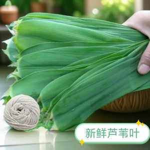 新鲜粽叶 芦苇叶 野生粽叶现摘粽子叶柴叶端午包粽子叶新鲜粽子叶