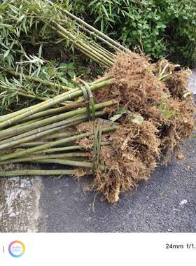 杭州临安中国雷竹之乡发源地原产地正宗细叶乌头品种雷竹苗带土