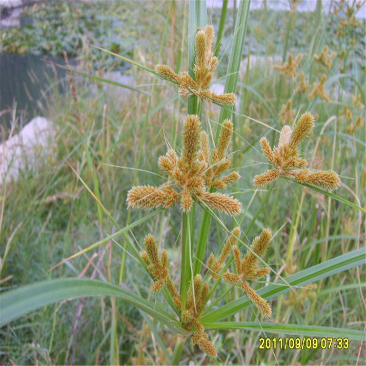 新鲜现采三轮草香附香头草回头青雀头香莎草根香附子雷公头香附米