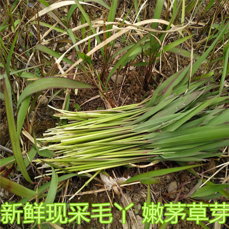 2024大山新品新鲜现采茅针白茅芽茅草芽毛丫毛针茅芽回味童年生活