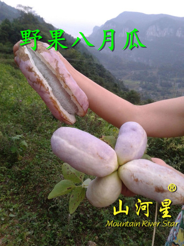 母婴生态八月瓜八月炸5斤新鲜水果三叶木通果野香蕉当季现摘现发