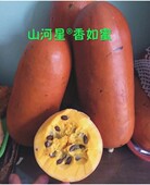 香如蜜甜蜜果甜如蜜果奇异瓜果红香蜜新奇水果甜瓜 一个装 香肠