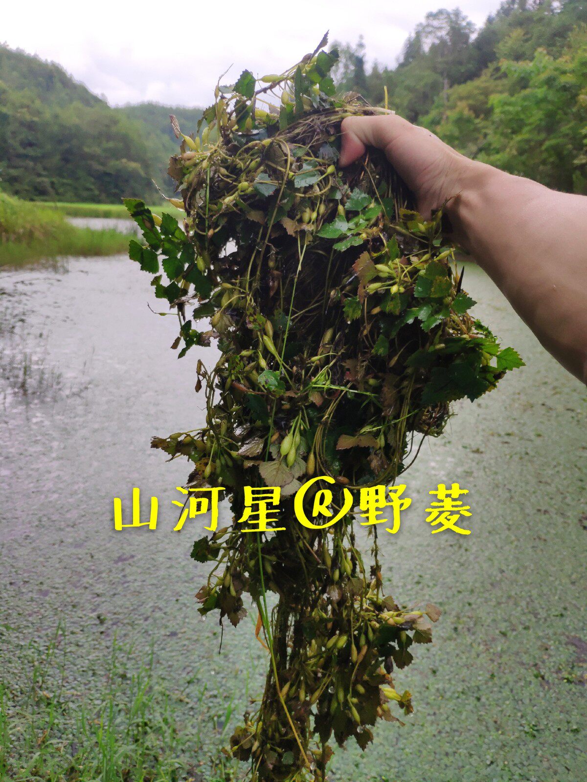 山河星 野菱角新鲜整棵干货泡茶三角刺花草茶稀少植物野菜草1斤
