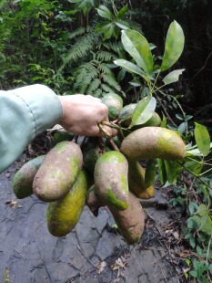 山河星野果水果新鲜牛卵坨木通果八月瓜九月黄麻藤包牛哈卵蛋10个