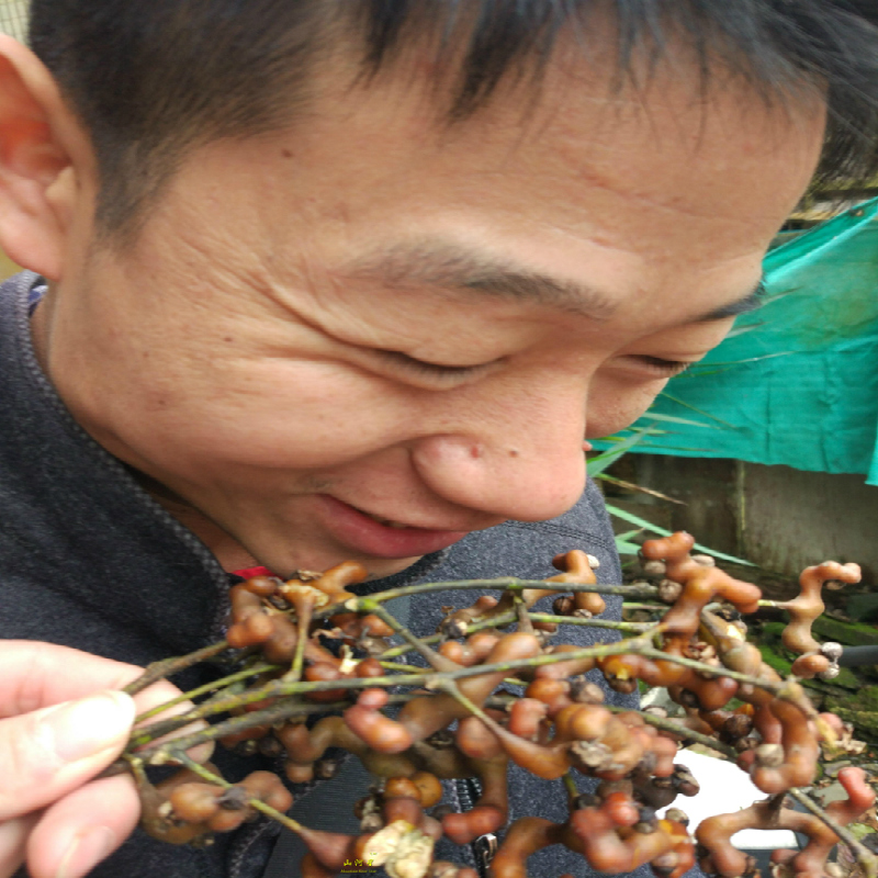 山河星奇怪野果新鲜野生水果枳椇子拐枣酒鸡爪梨万寿果金钩梨2斤