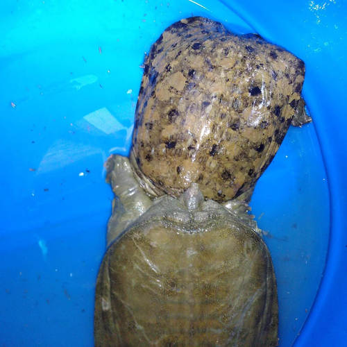 山河星水库老鳖野鳖黑花活甲鱼黄花甲鱼水鱼团鱼闽三明清流九龙湖 - 封面