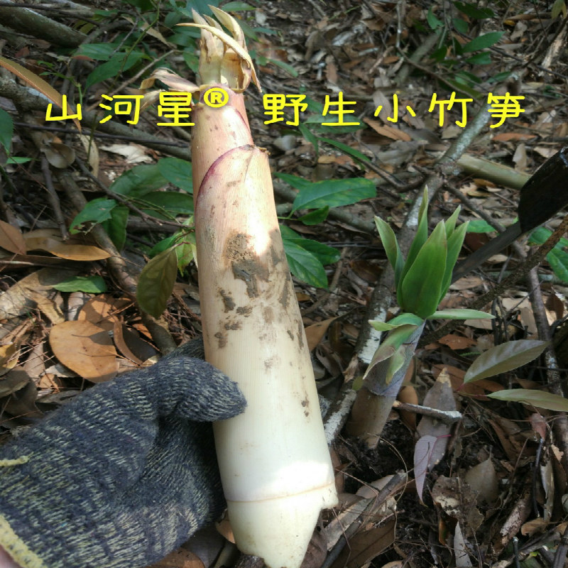 山河星闽野生野菜新鲜带壳甜苦笋水煮笋春笋手剥笋小竹笋雷笋5斤