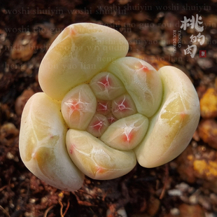 {小黄梨}多肉 叶片 新品自杂 果冻冰纹厚叶 萌系贵货叶插