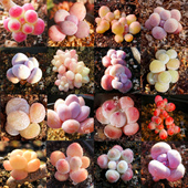 多肉叶片包 贵货阳台植物盲盒叶插新手 圆滚奶酪果冻美人进口新品