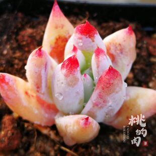 {说书人}多肉 叶片 新品杂交 果冻卡系厚粉萌爪 小贵货叶插趣味阳