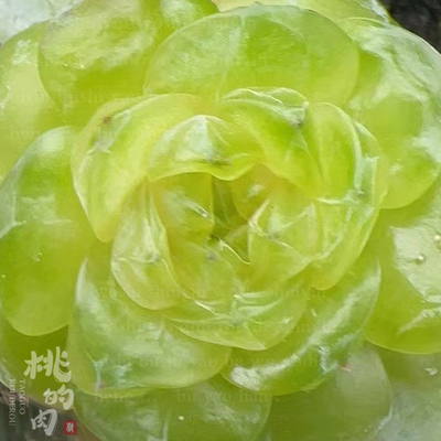 叶片 翠湖2 进口珍妮麦秆编号优选种 多肉植物 叶插