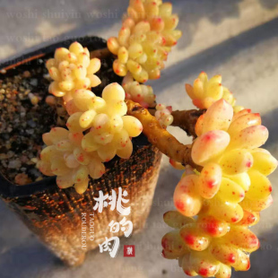 经典 凝脂莲 香味多肉 叶片 果冻系多肉治愈系植 多肉植物