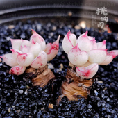 冰甜心女王进口贵货财富密码 多肉优选基因叶插 叶片 素冰