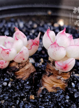 多肉植物叶片治愈系萌物