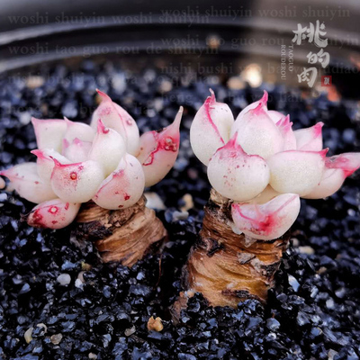 多肉植物叶片治愈系萌物