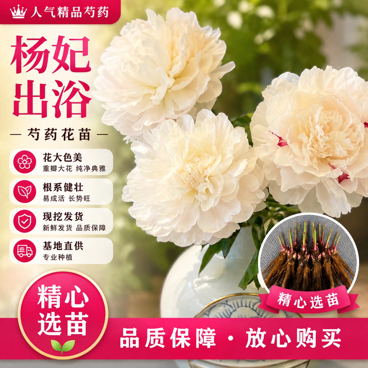 菏泽正品芍药花苗盆栽花卉正品芍药苗花型庭院种植花卉现挖包对版