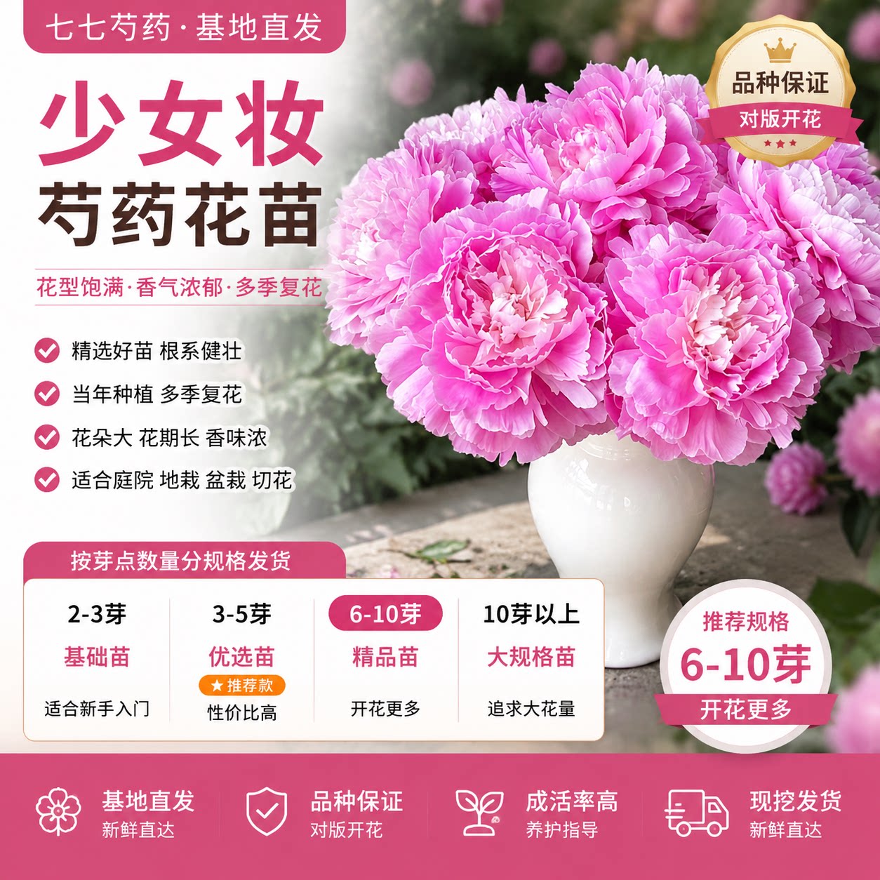 现挖包对版芍药苗可盆栽地栽