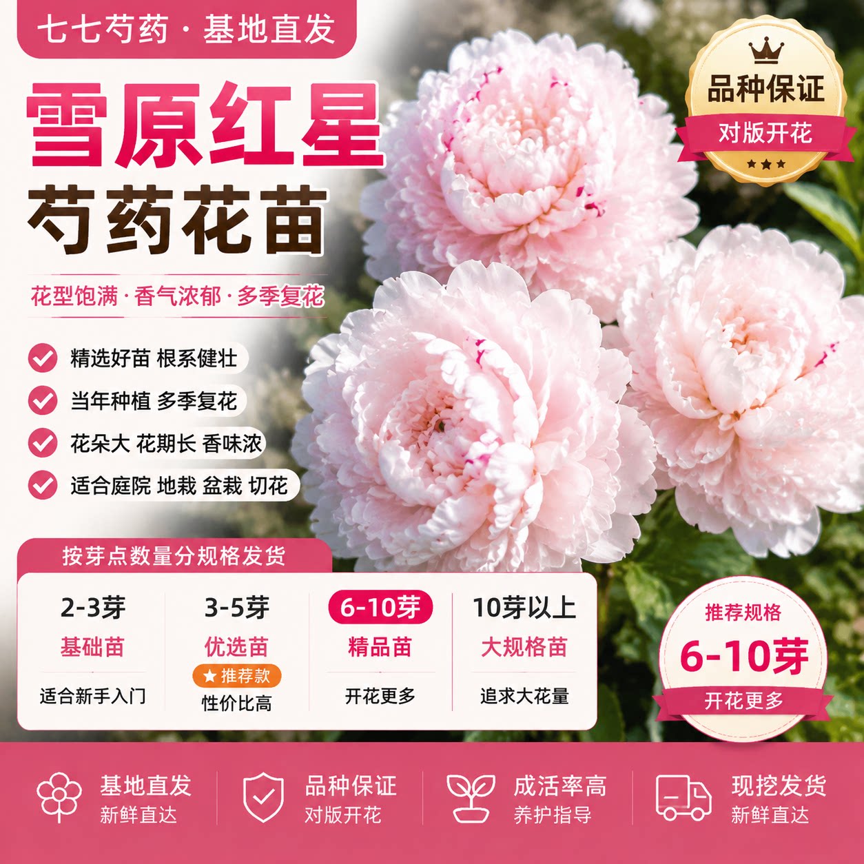 菏泽正品芍药花苗盆栽花卉正品芍药苗花型庭院种植花卉现挖包对版