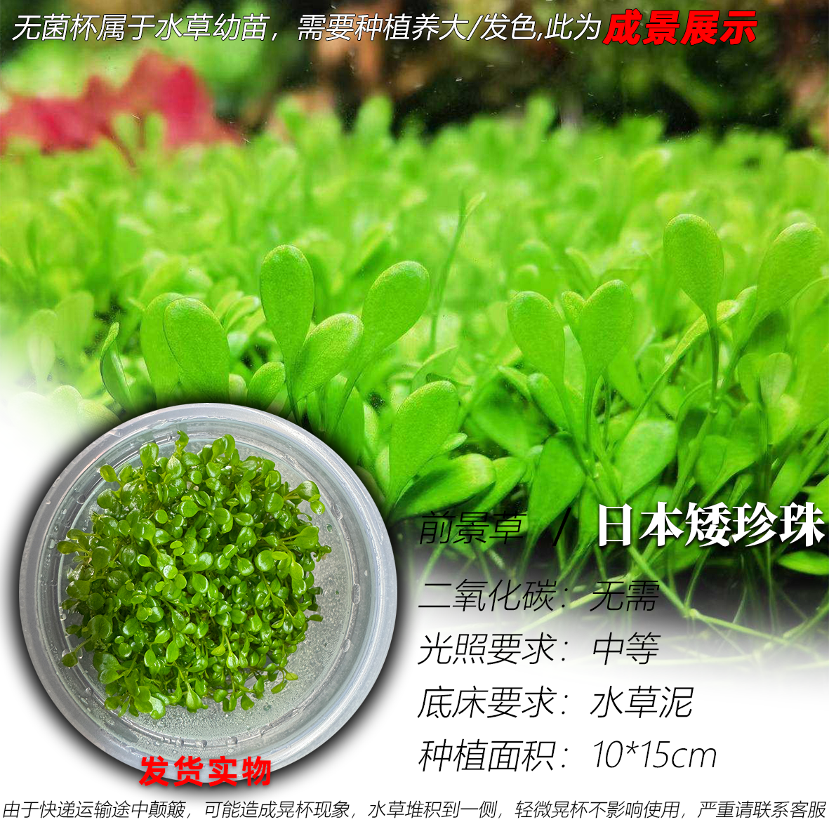 日本矮珍珠无菌杯阴性水草鱼缸造景前景草坪水草简单易养爬地趴地