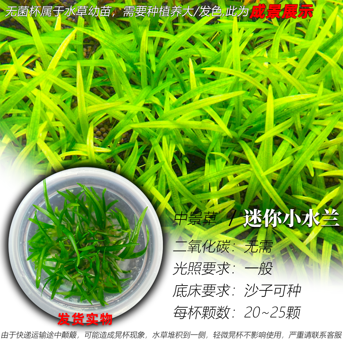 迷你小水兰无菌杯阴性水草前景中景水草沙子可种草坪古法缸生态缸