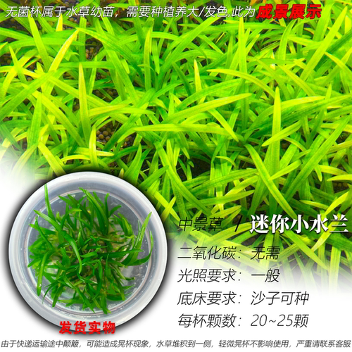 迷你小水兰无菌杯阴性水草前景草