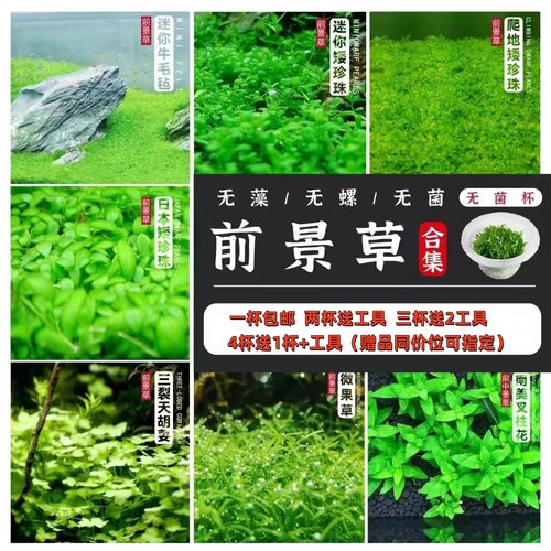 前景水草合集无菌杯水草鱼缸造景