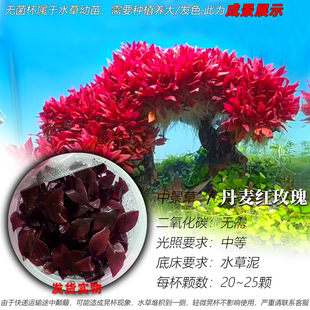 丹麦红玫瑰水草无菌杯水草阴性红草可粘树中景水草生命之树红草