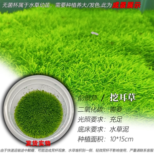 挖耳草水草无菌杯高难度前景水草坪鱼缸造景水草大草原阳性矮珍珠