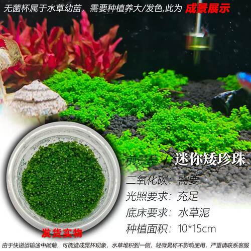 迷你矮珍珠无菌杯前景水草坪阳性