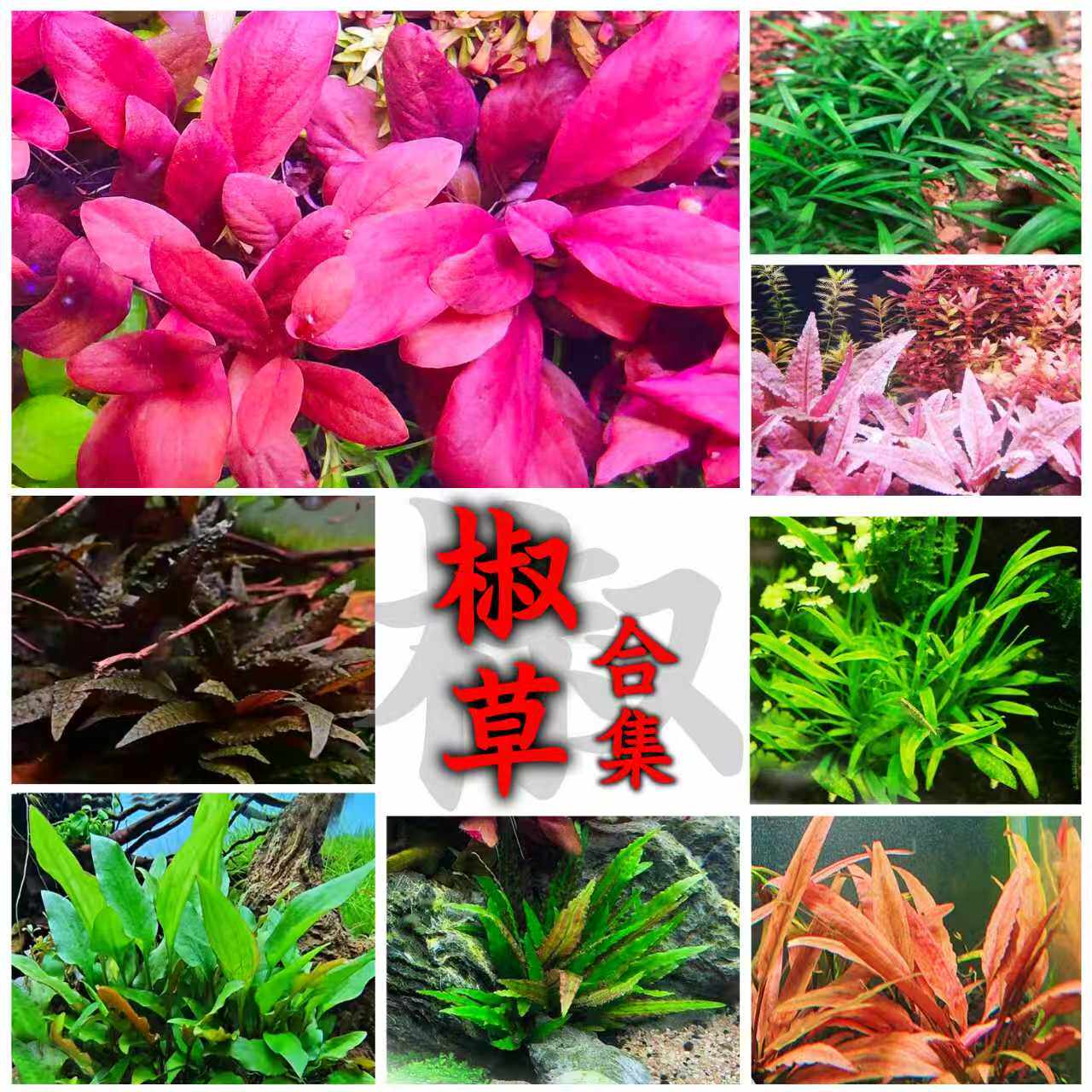 椒草无菌杯合集迷你椒草泰国青椒水草缸绿温蒂红温蒂极乐鸟火烈鸟
