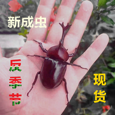 仙哥反季节独角仙成虫现货活体