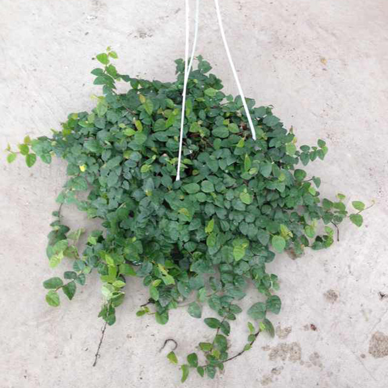 薜荔爬藤盆栽围墙假山爬墙攀附植物雨淋缸造景绿植四季青耐晒耐阴