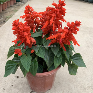 一串红盆栽串串红带花苞爆竹红西洋红象牙海棠红炮仔花绿化工程苗