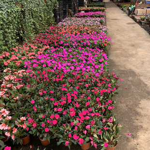 花盆栽带花苞室内指甲花阳台四季开花植物花苗新几内亚凤仙花