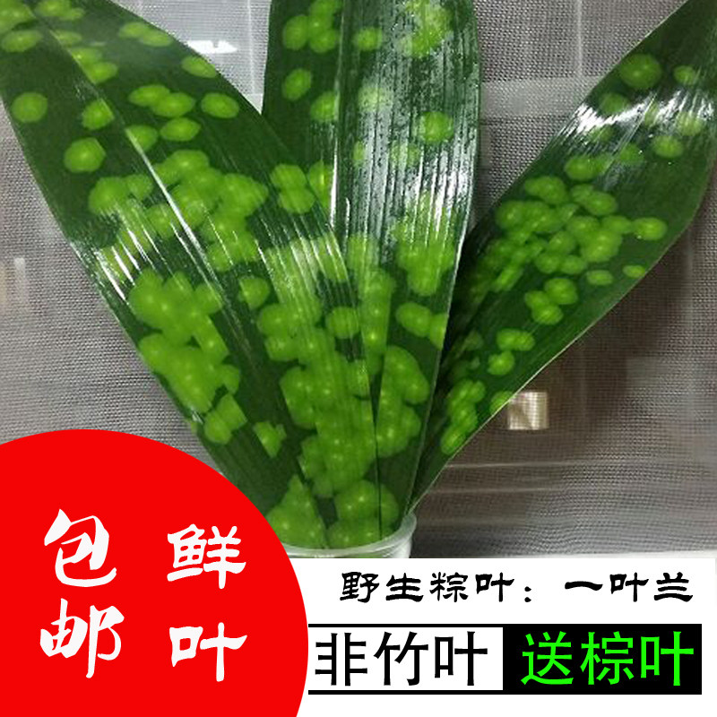 热卖峨眉山小粽叶100张新鲜天然超大宽铜钱花品种花粽叶四川粽叶