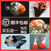 自养冷水淡水红顶虎头金鱼宠物鱼1