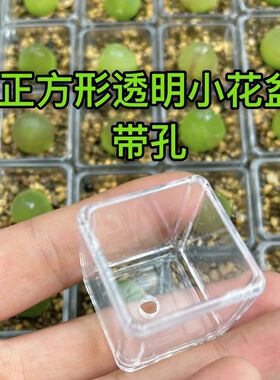 多肉花盆塑料透明育苗迷你拇指盆