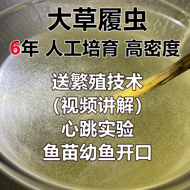 草履虫 洄水 金波子燕鱼斗鱼孔雀灯科鱼幼苗开口淡水轮虫