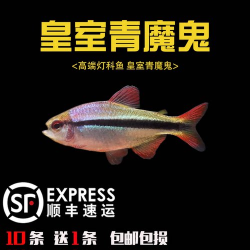 皇室魔鬼宝莲灯热带鱼草缸群游