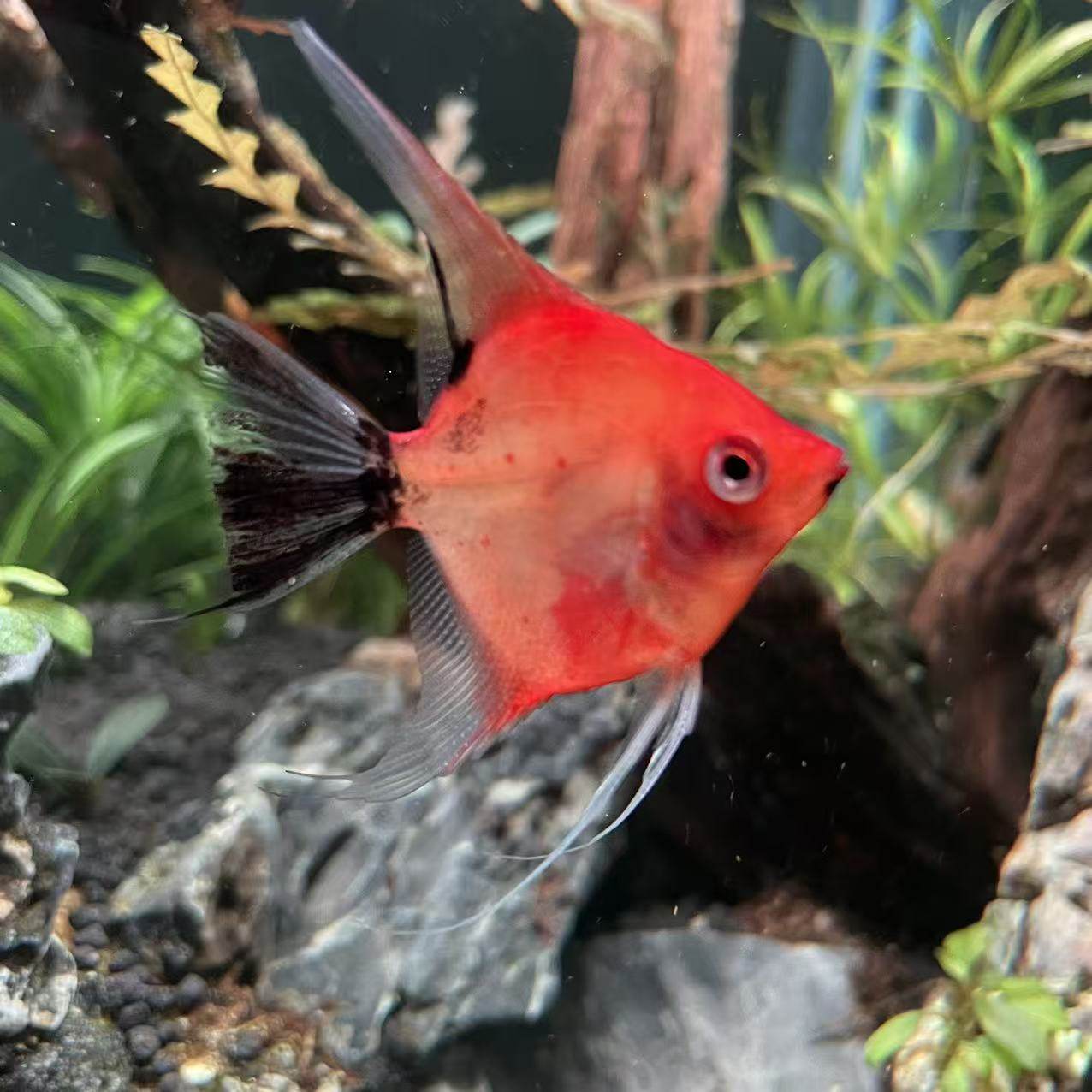 大红袍燕鱼红魔鬼神仙鱼南美群游鱼种鱼