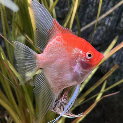 燕鱼神仙鱼红魔神燕鱼