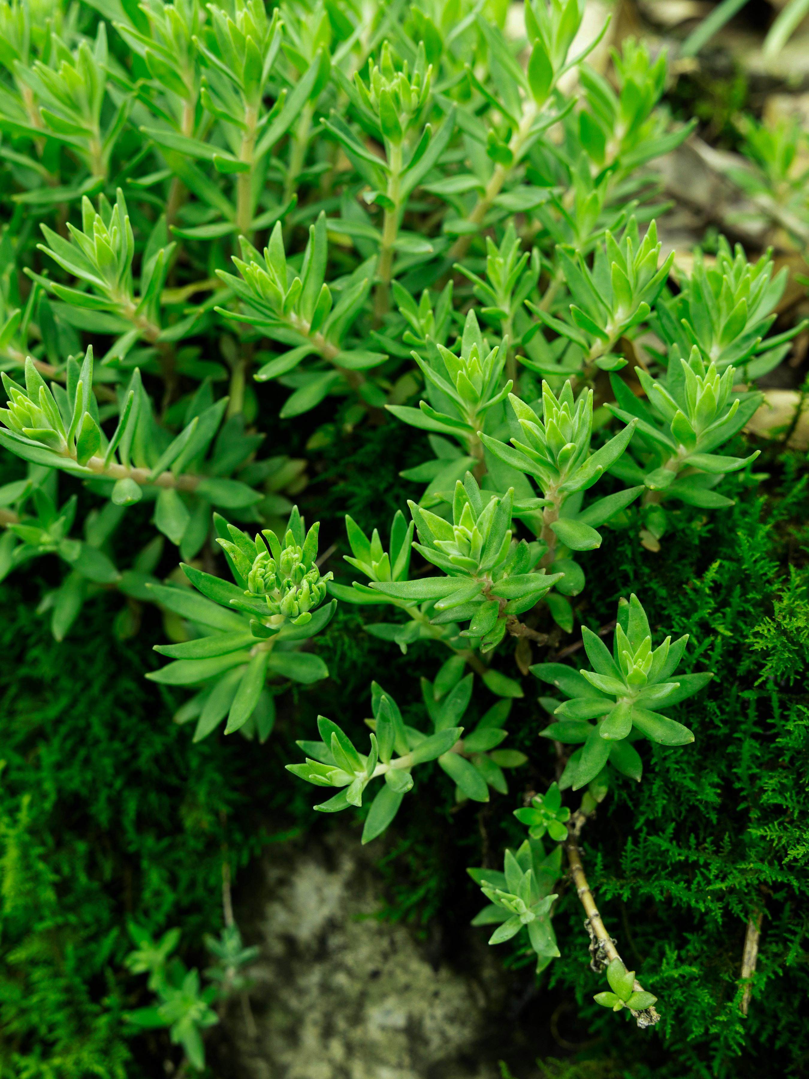 特价秒杀农村垂盆草新鲜泡茶可食用降转氨酶中药材养肝护肝现挖新